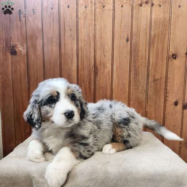 Max, Bernedoodle Puppy